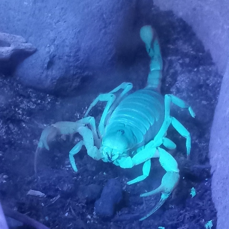 Delilah and The Beard.