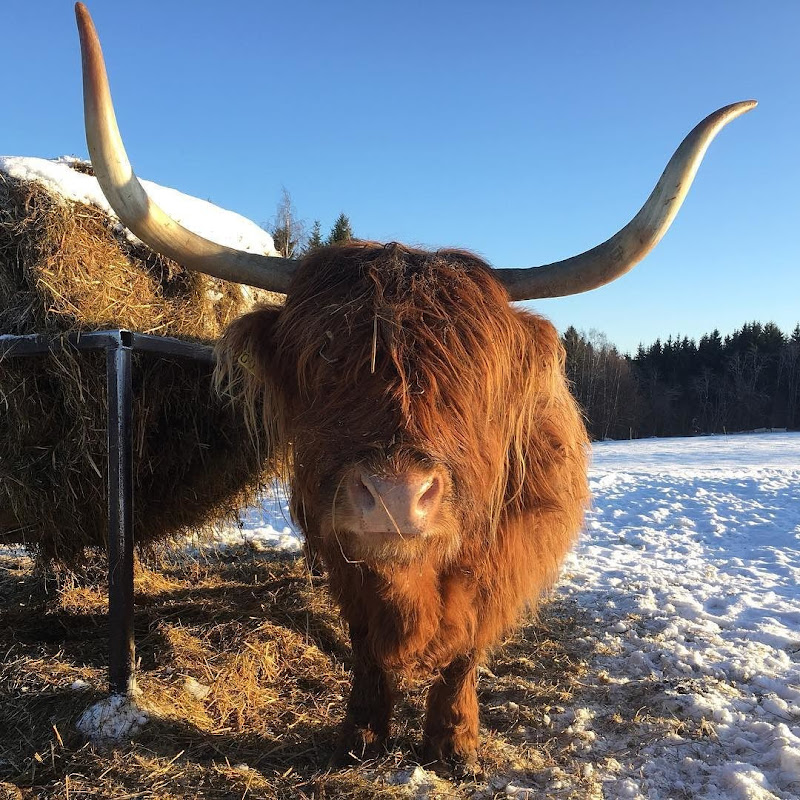 Highland Cattle of Saarela
