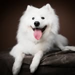 Tako - Samoyed🐶西摩❤️ サモエド
