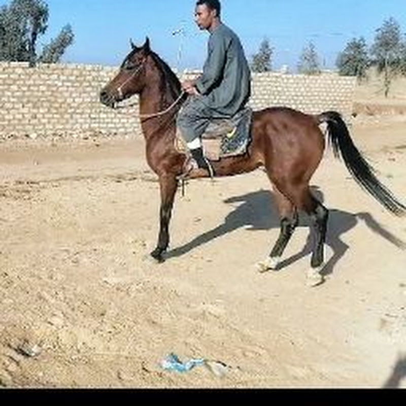 خيالة الصعيد