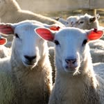 B+LNZ’s South Island Extension Team