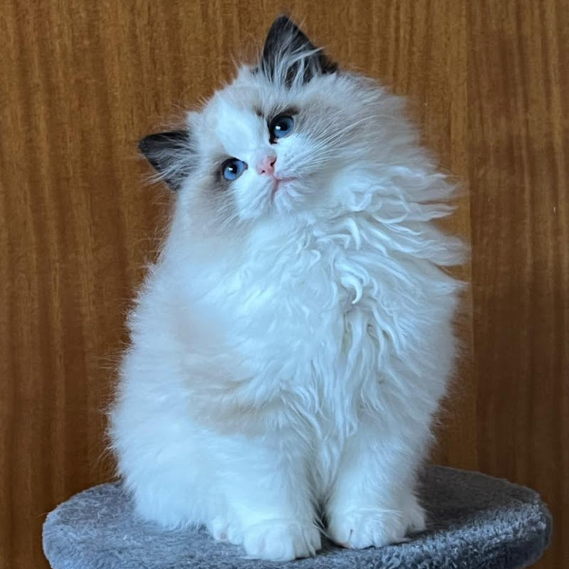 Ring of Fire Ragdolls