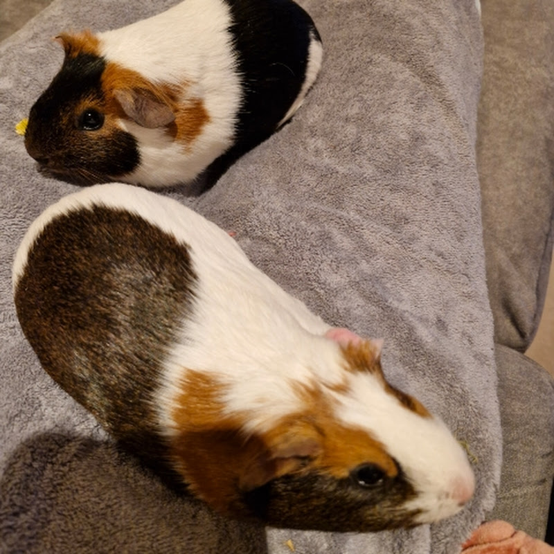 Coco and Bella the Guinea Pigs