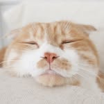 예디