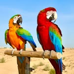 Ajeeb | Inspired Macaw Content