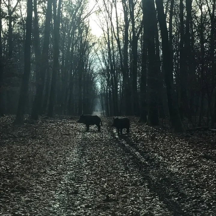 Jagdlichpraktisch 🌿