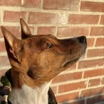 Cute Dutch Dog Charlie