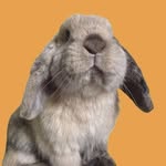 𝐃𝐚𝐧𝐭𝐞, 𝐨 𝐜𝐨𝐞𝐥𝐡𝐨 🇧🇷