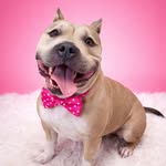 The Broome County Humane Society 🐶🐈