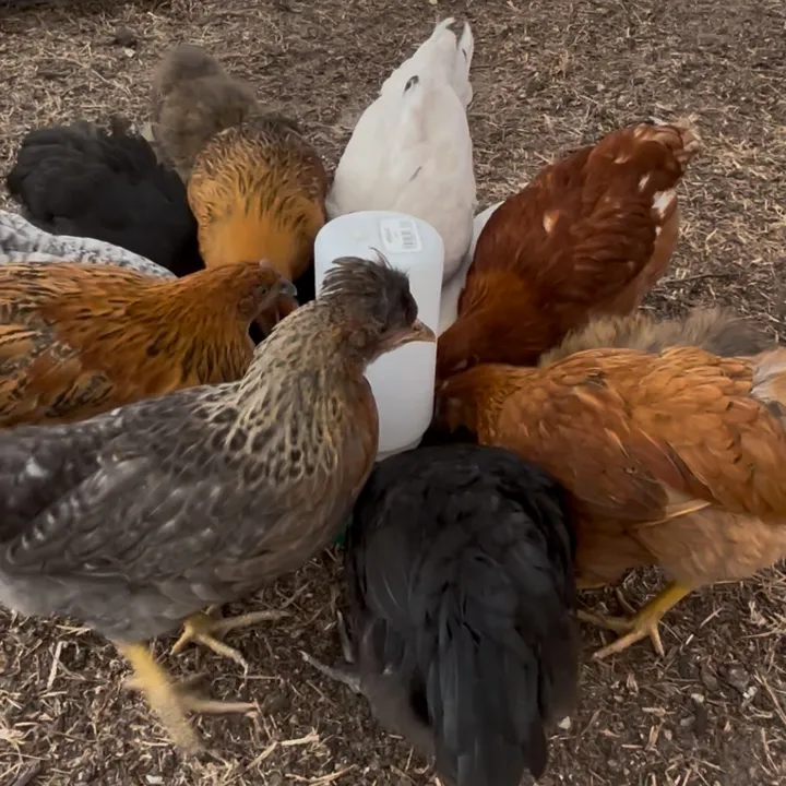 🐓Chicken Capers 🐥