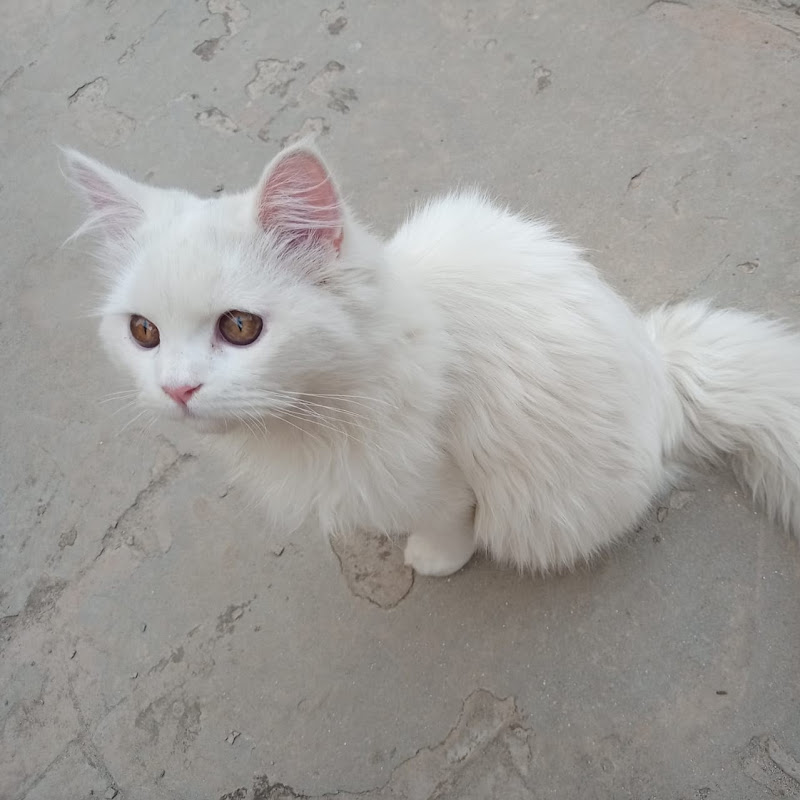 thefluffysugar