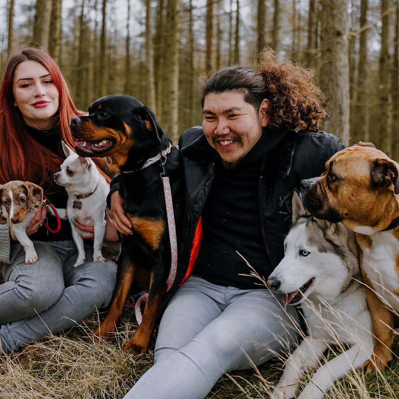 Dog Training & Behaviour Modification by Pup Club