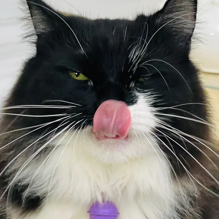 😻😻😻