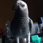 Coco MJ