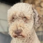Lagotto Falco