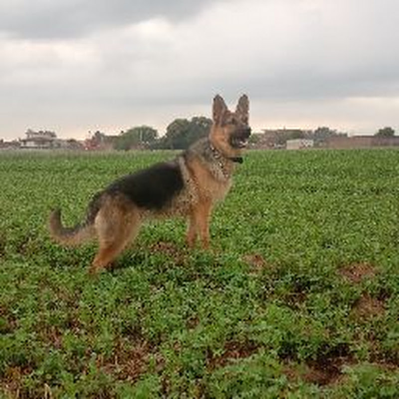 GSD Lovers.