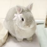 dollyy.ivy