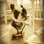 Boris Francezu’ French Bulldog