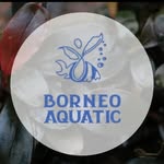 𝗕 𝗢 𝗥 𝗡 𝗘 𝗢 𝗔 𝗤 𝗨 𝗔 𝗧 𝗜 𝗖