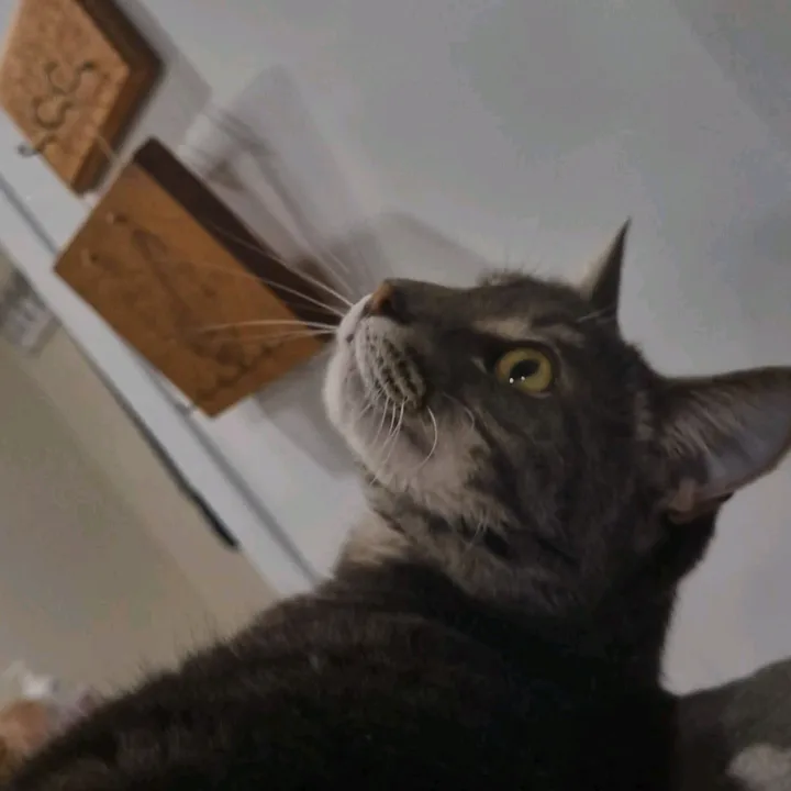 stemfur
