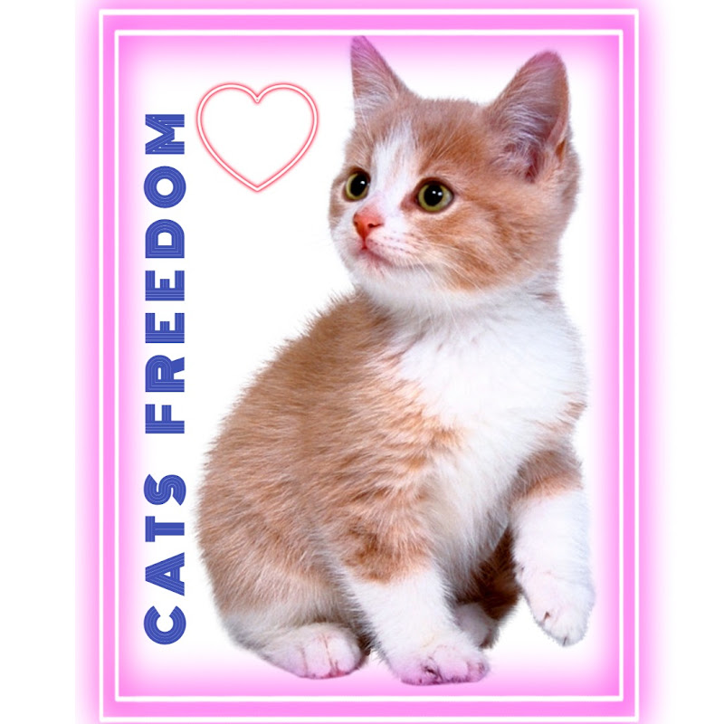 Cats Freedom
