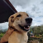 Animalosis
