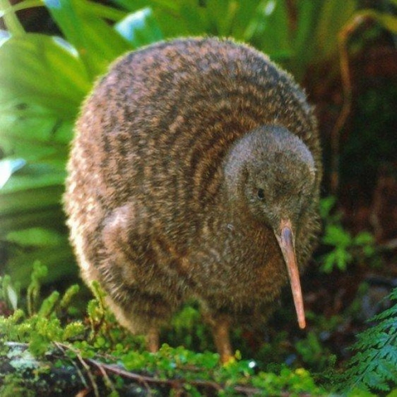 El Kiwi