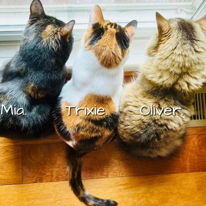 🧶 \ Oliver, Mia & Trixie / 🧶