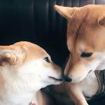 Dor Dor 多多