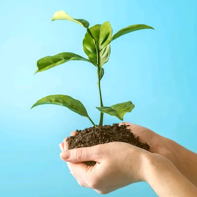 Green Plants