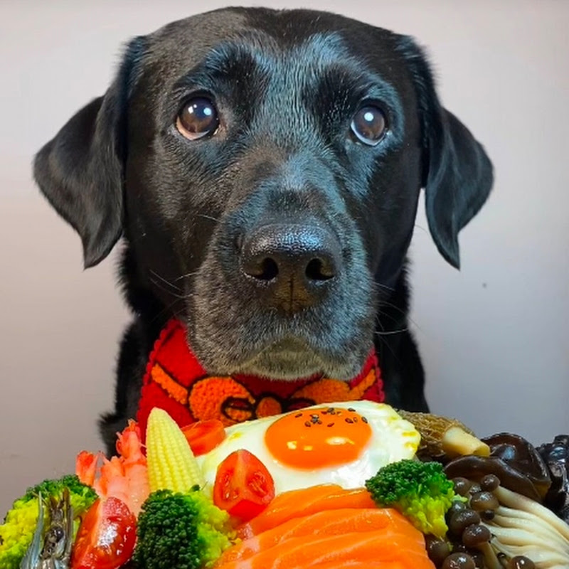 DOG EATING ASMR 
