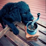 Kaffe