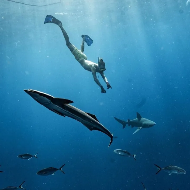 SCUBA DAN 🦈