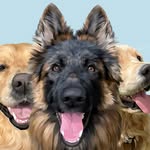 leo.tiger.nala