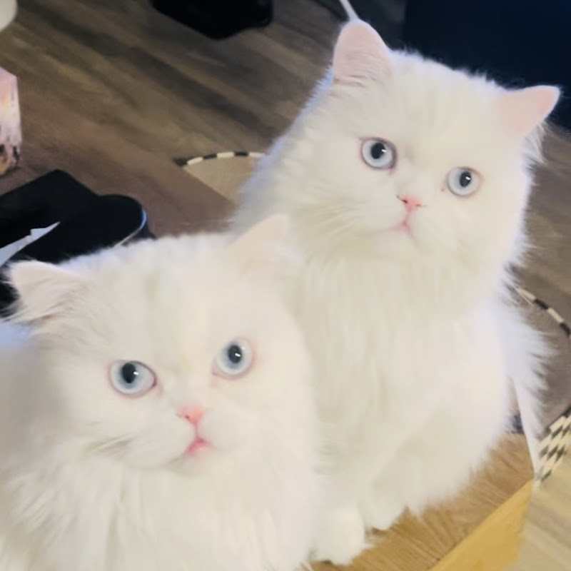 MISO & MILO’s WORLD