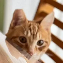 保護猫の記録