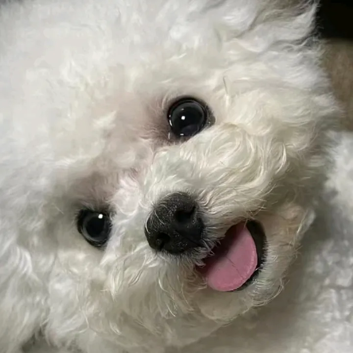 Cute dog friend