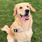 Odin the golden