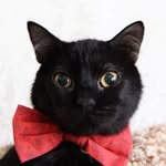 WILLY WONKY | Wobbly Feline🐾