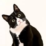 cats_lovers_officiel