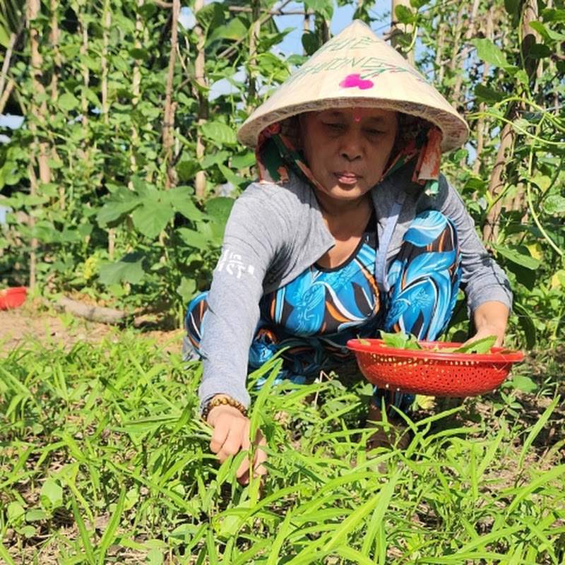 giá ớt chỉ thiên cồn châu ma 