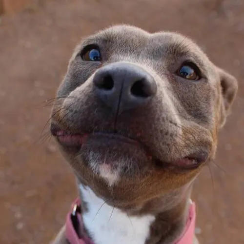 Staffy Hub ™