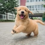 Golden Retrievers