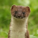 POP Weasel Emporium