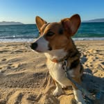 Mango | Pembroke Welsh Corgi