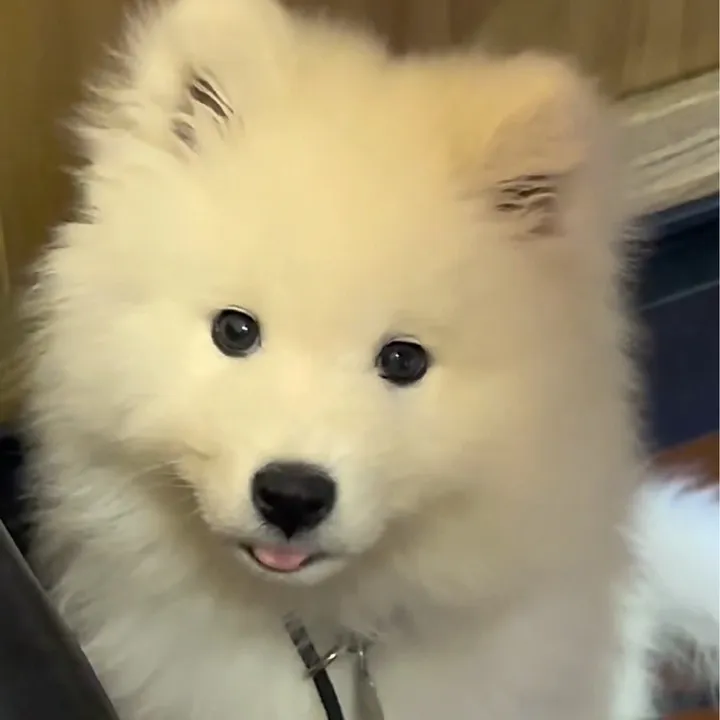 littlesamoyed1