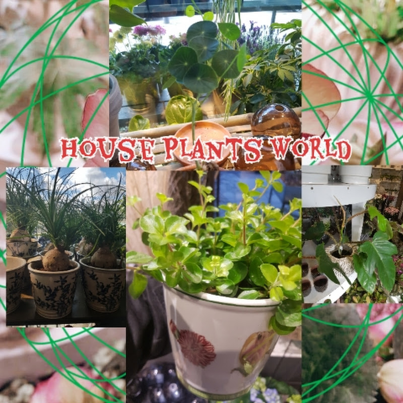 HOUSE PLANTS WORLD