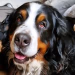 Max Macy Zoë Sam🌷Dutch Bernese🇳🇱