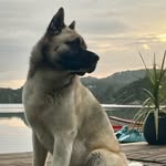 Bjørn🕊️- Ylva - Tyra - King