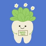 Dental Plant